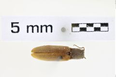 Foto (Dorsalansicht) von Athous picipennis (NHMW-ZOO-COL-0008543)